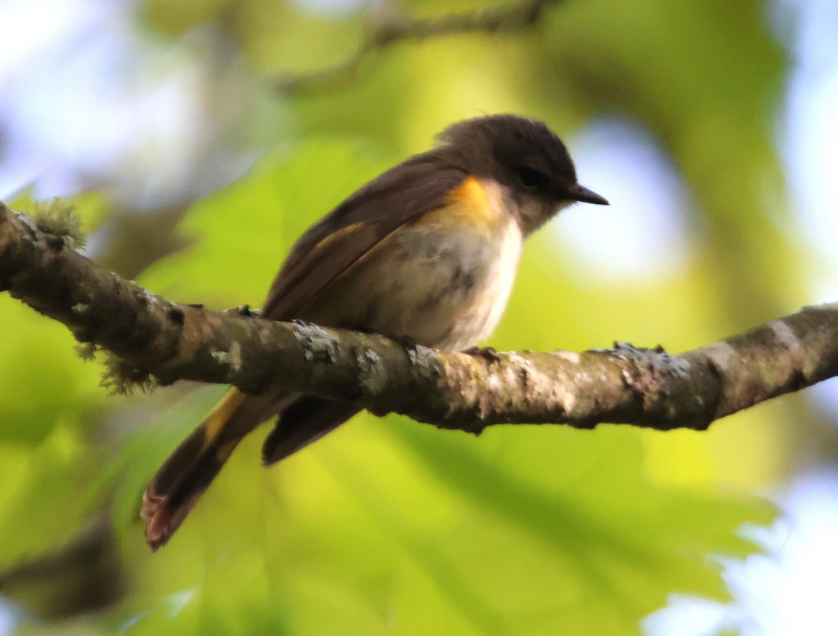 American Redstart - Alan Shapiro