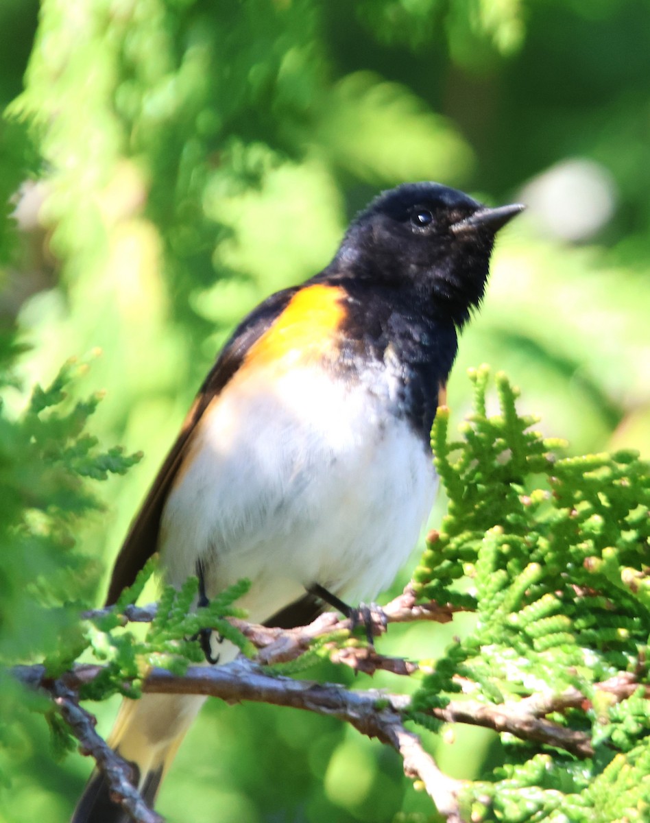 American Redstart - Alan Shapiro