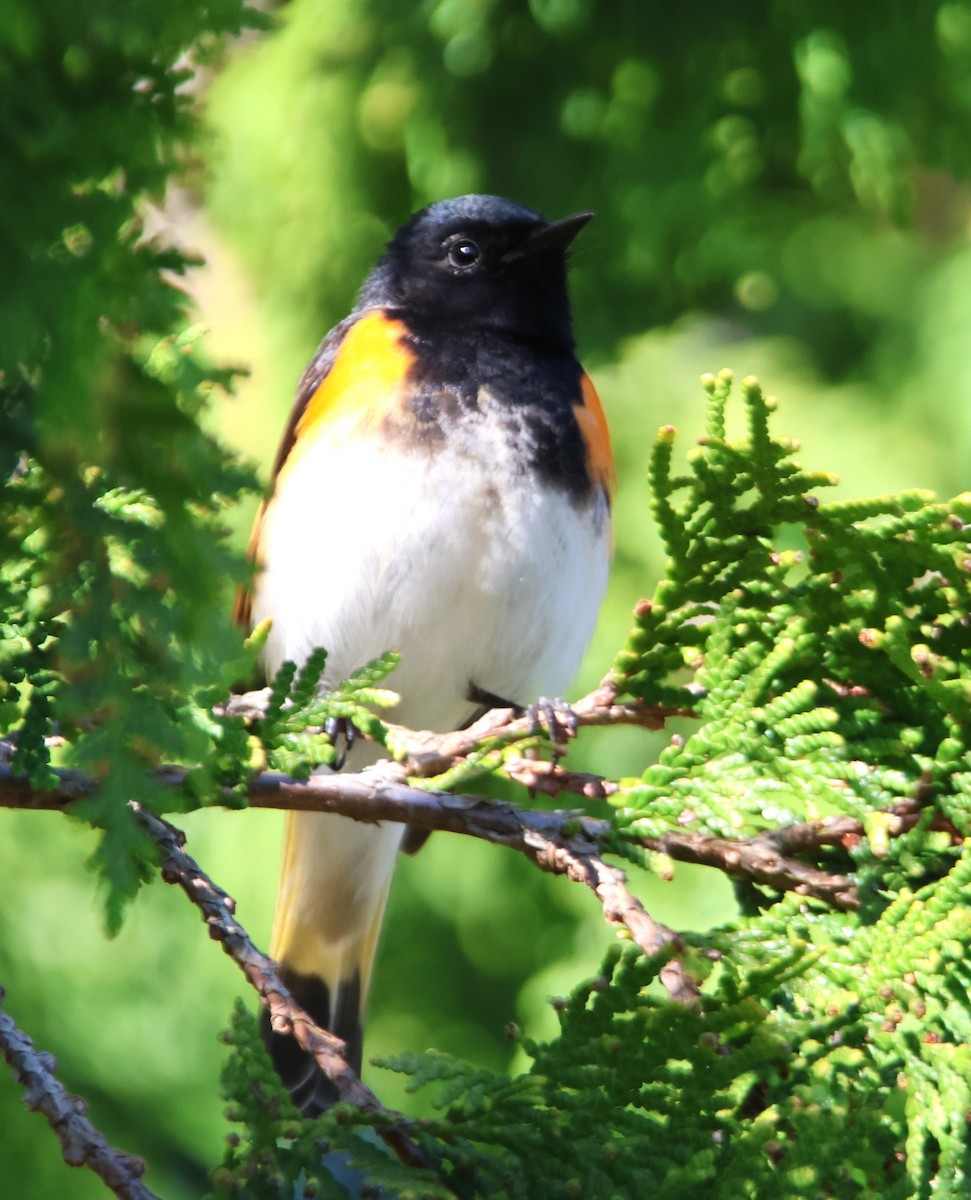 American Redstart - Alan Shapiro