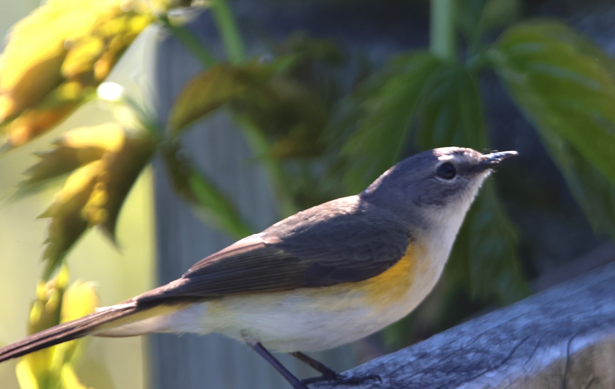 American Redstart - Alan Shapiro