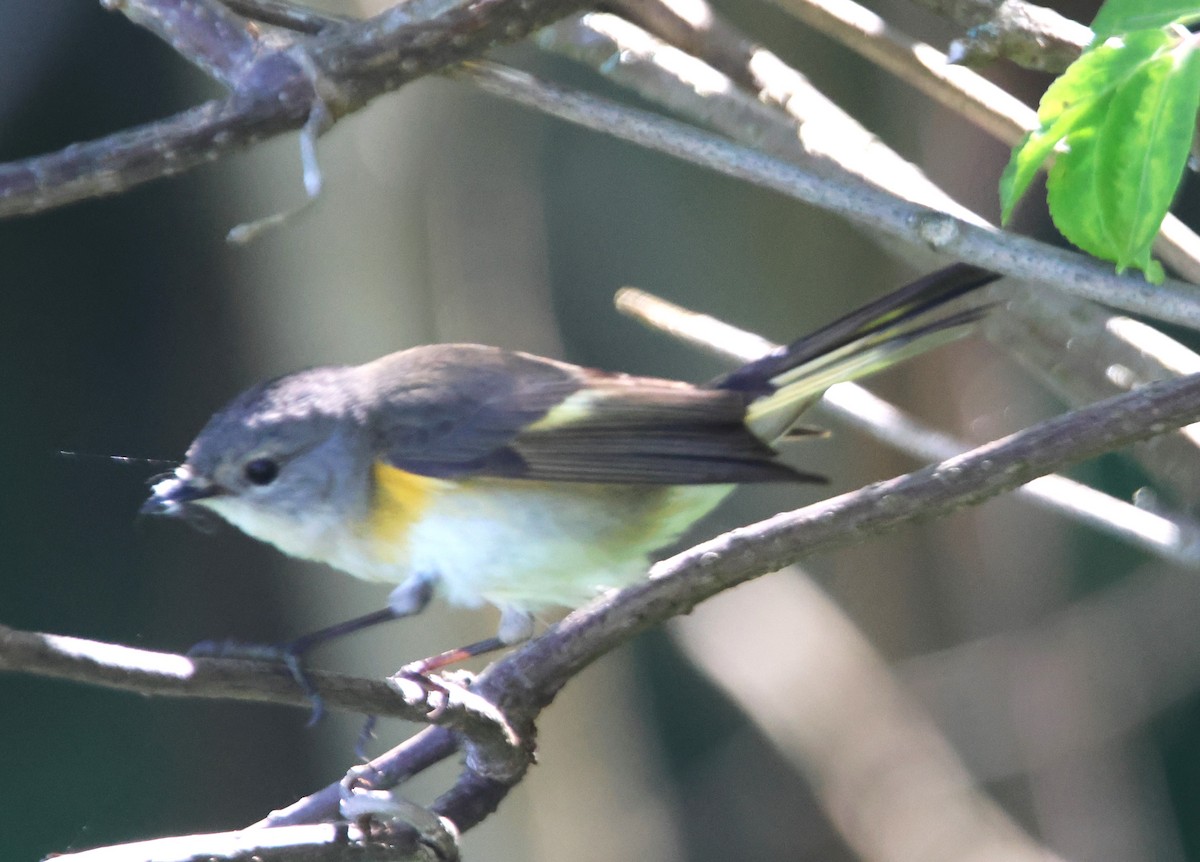 American Redstart - Alan Shapiro