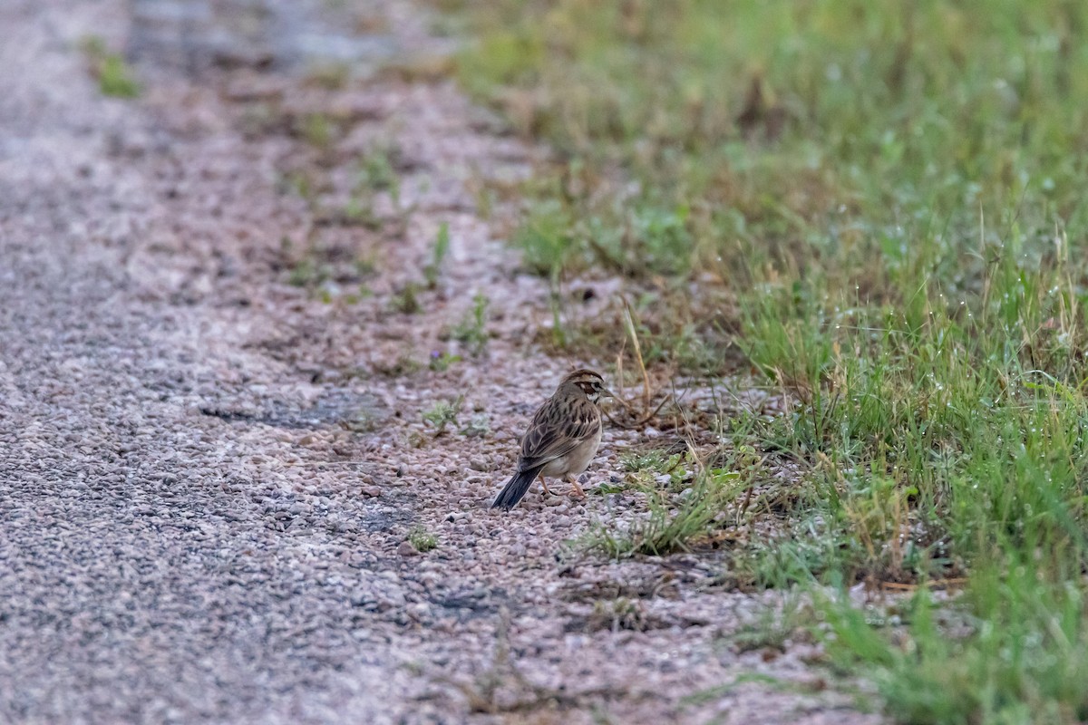 Lark Sparrow - Jesse Huth