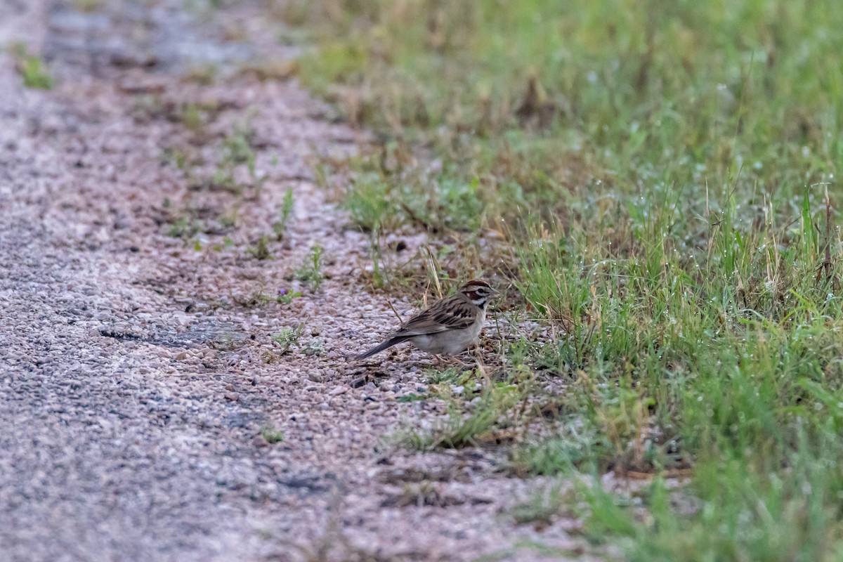 Lark Sparrow - Jesse Huth