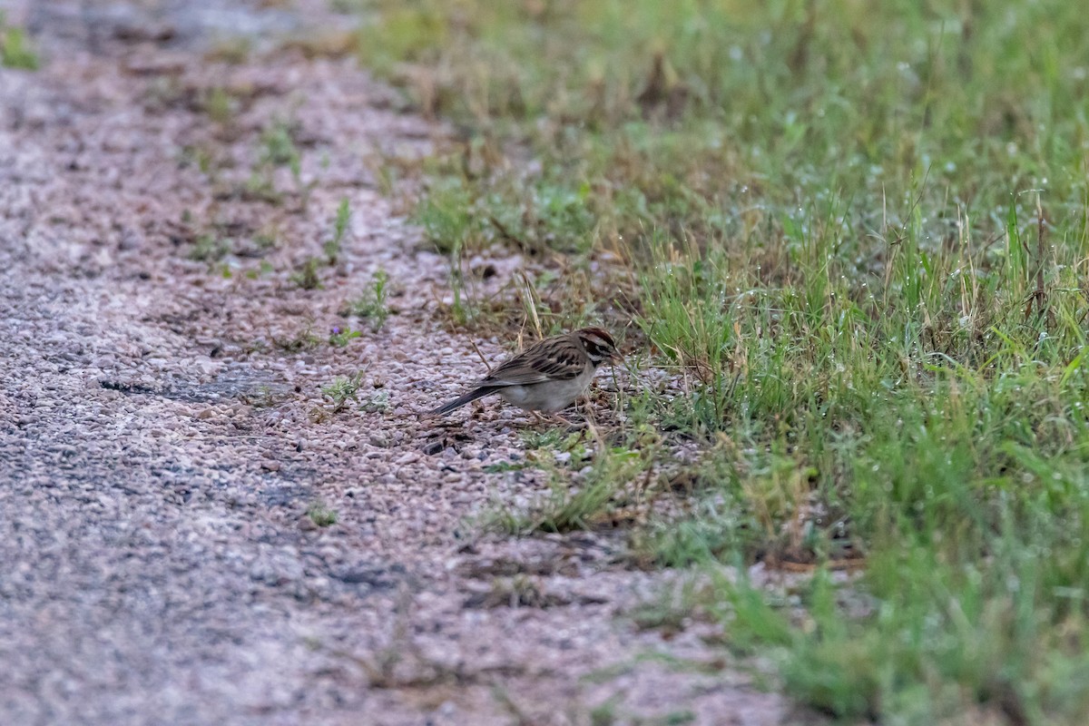 Lark Sparrow - Jesse Huth