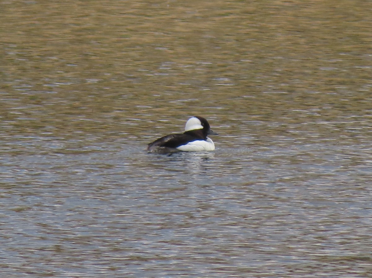 Bufflehead - Violet Kosack