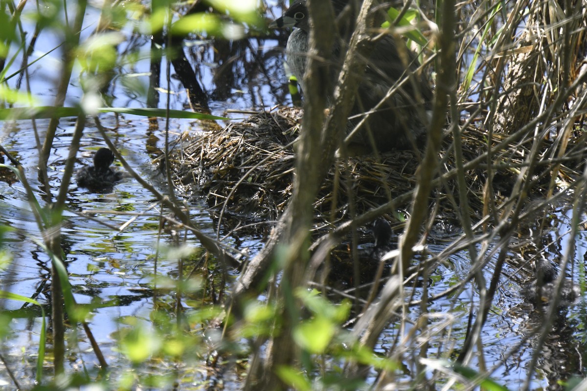 Pied-billed Grebe - Kazumi Ohira