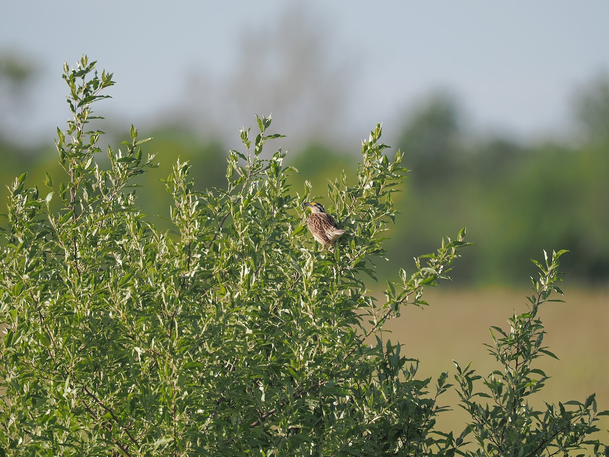 Eastern Meadowlark - ML619599990