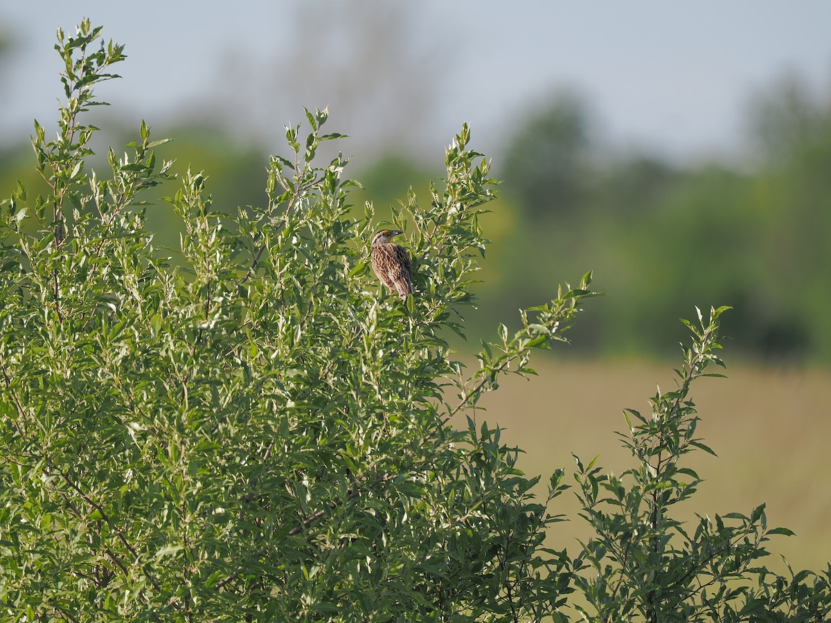 Eastern Meadowlark - ML619599991