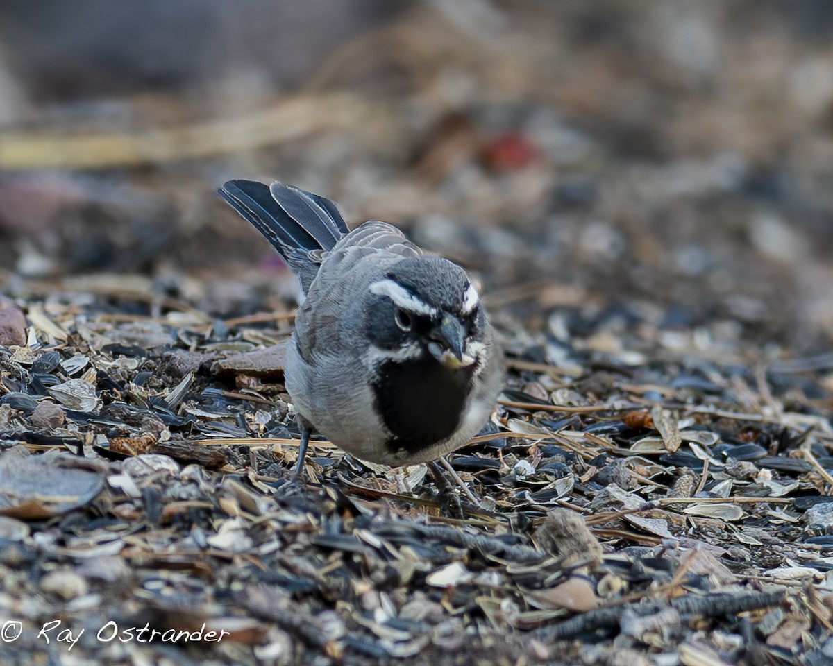 Black-throated Sparrow - Ray Ostrander
