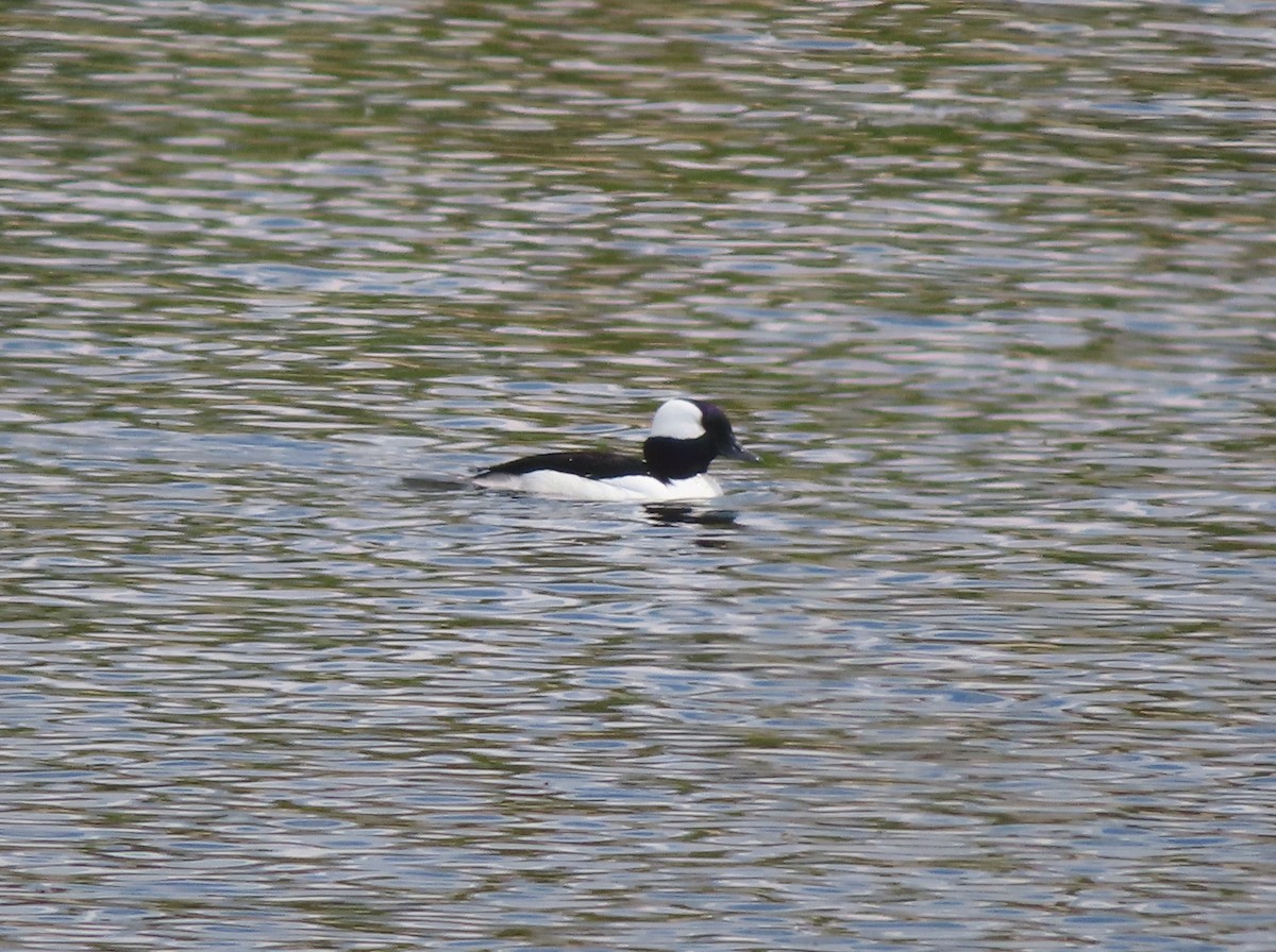 Bufflehead - Violet Kosack