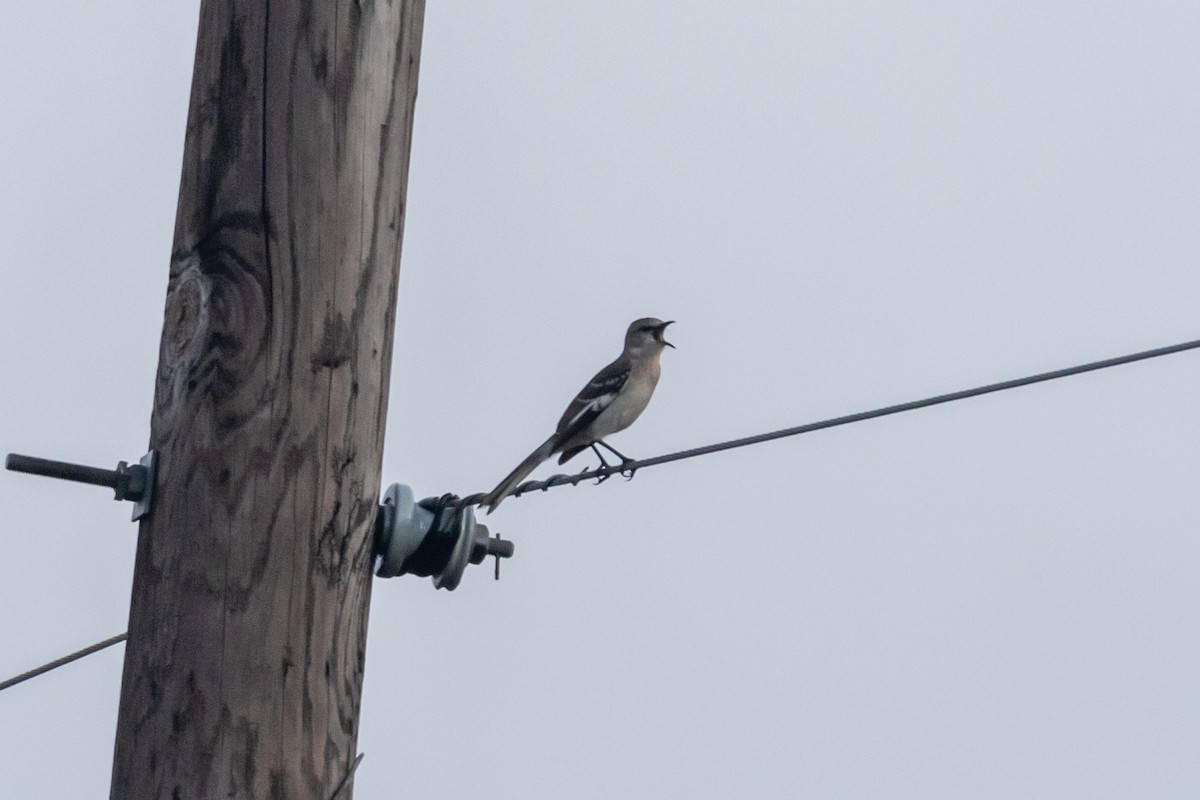 Northern Mockingbird - Jesse Huth