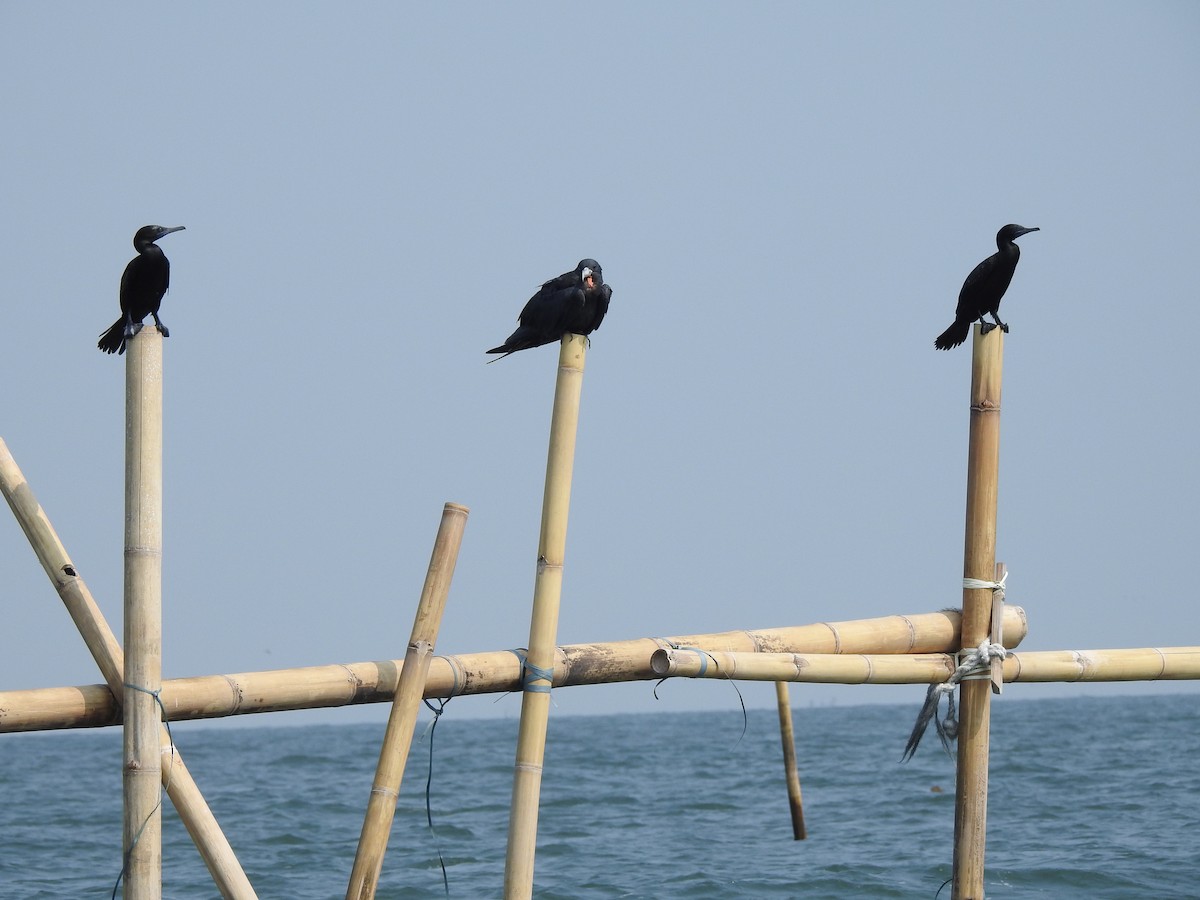 Little Black Cormorant - Anonymous