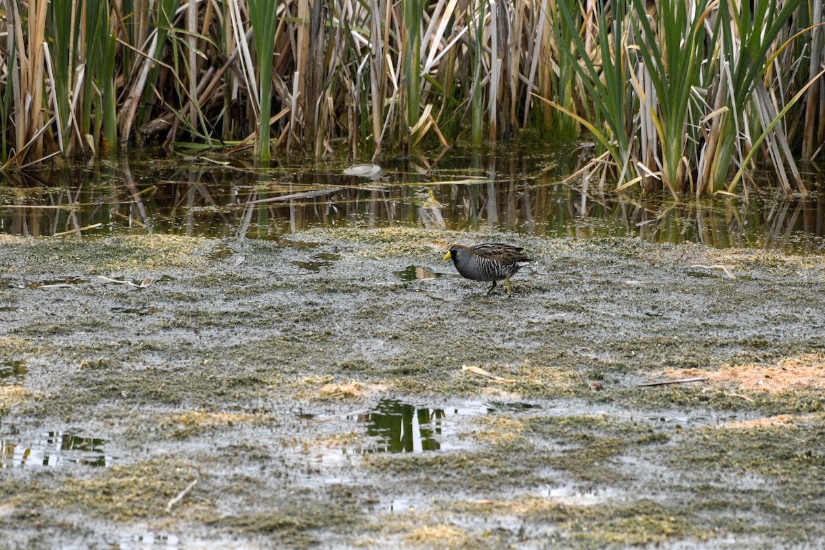 Polluela Sora - ML619600001