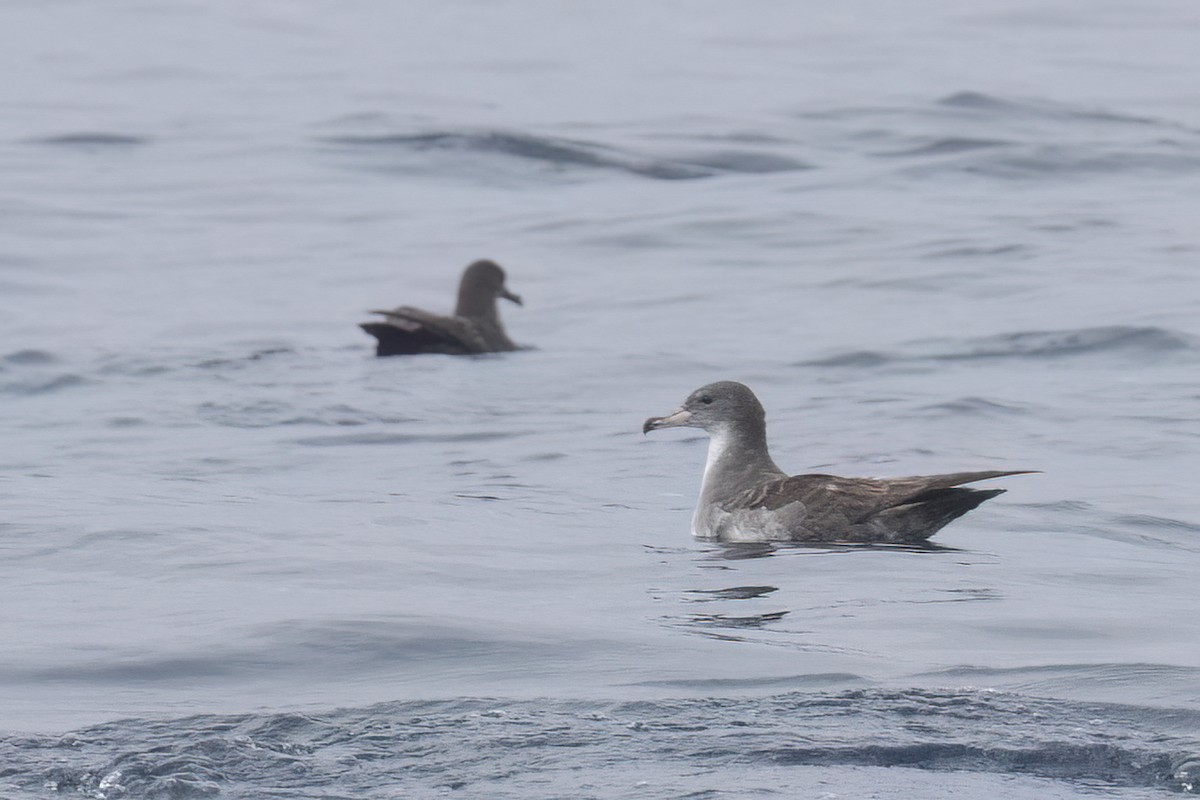 Pink-footed Shearwater - Ted Keyel