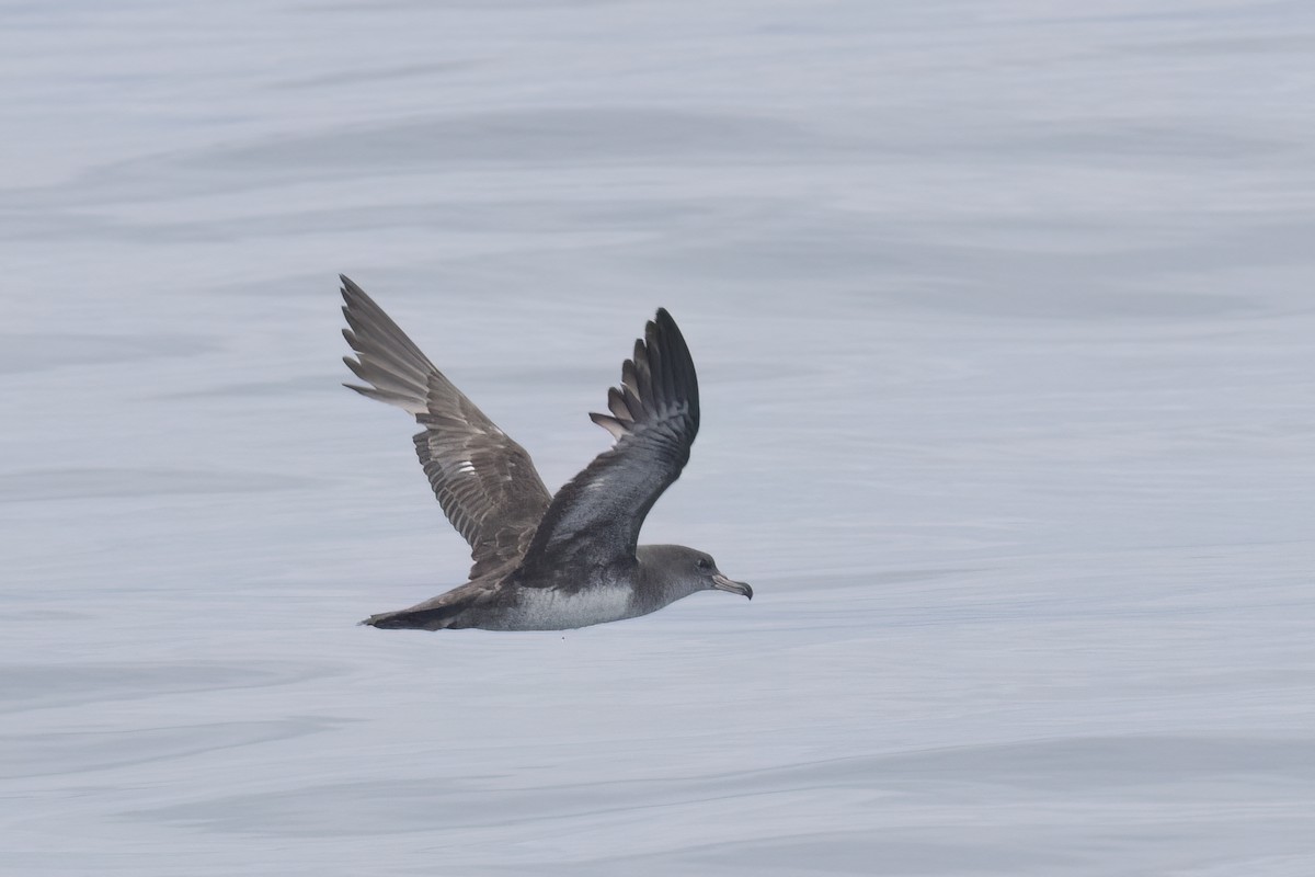 Pink-footed Shearwater - Ted Keyel