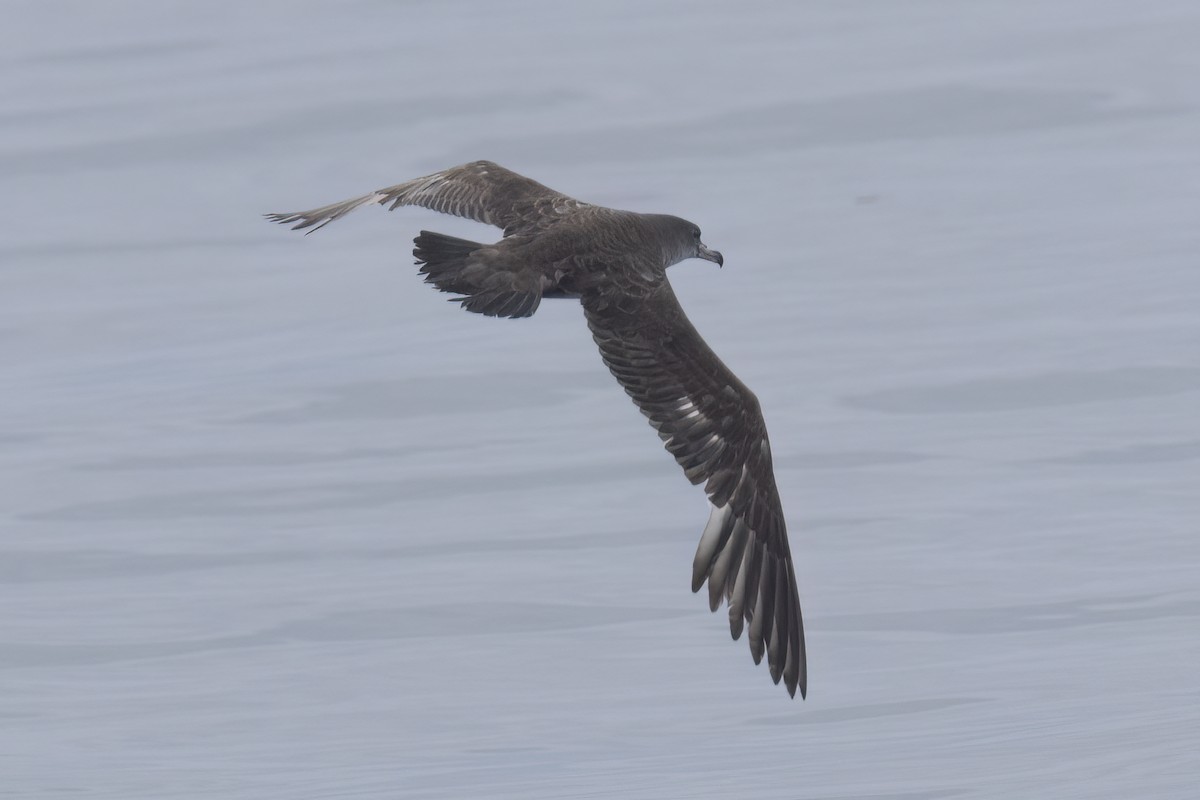 Pink-footed Shearwater - Ted Keyel