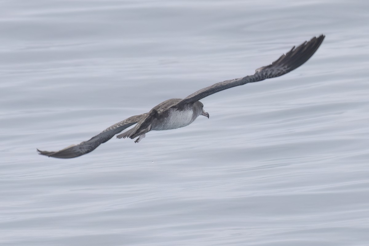 Pink-footed Shearwater - Ted Keyel