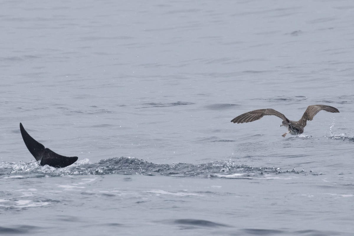 Pink-footed Shearwater - Ted Keyel