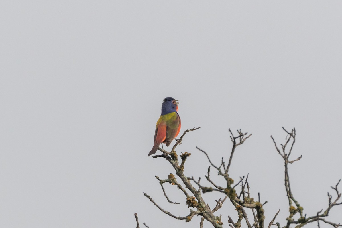 Painted Bunting - Jesse Huth