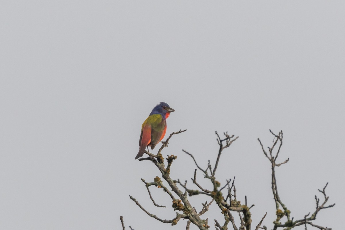 Painted Bunting - Jesse Huth