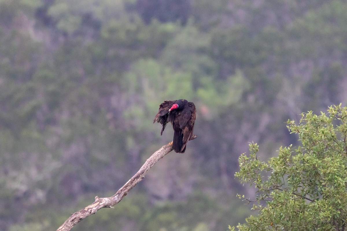 Turkey Vulture - Jesse Huth