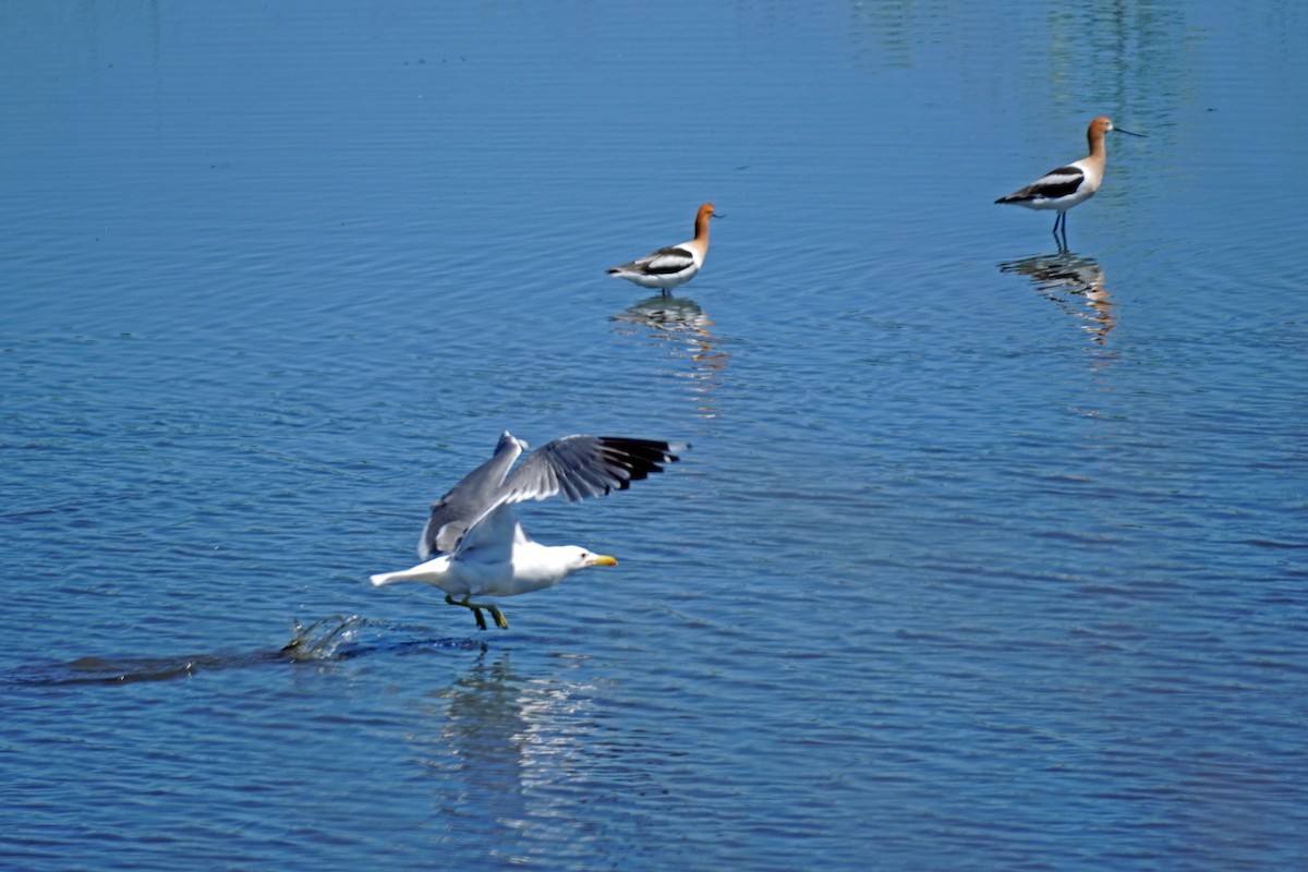 California Gull - Susan Iannucci