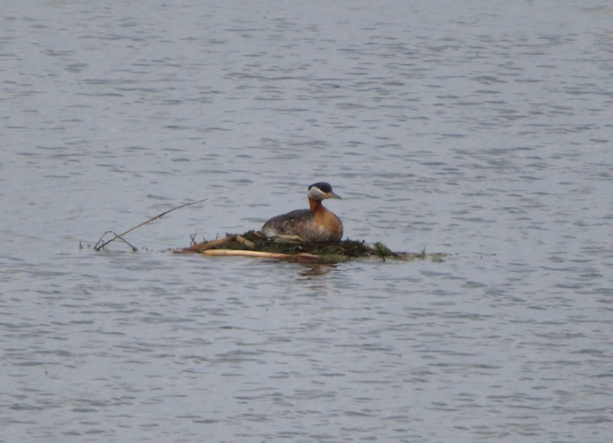 Red-necked Grebe - Violet Kosack