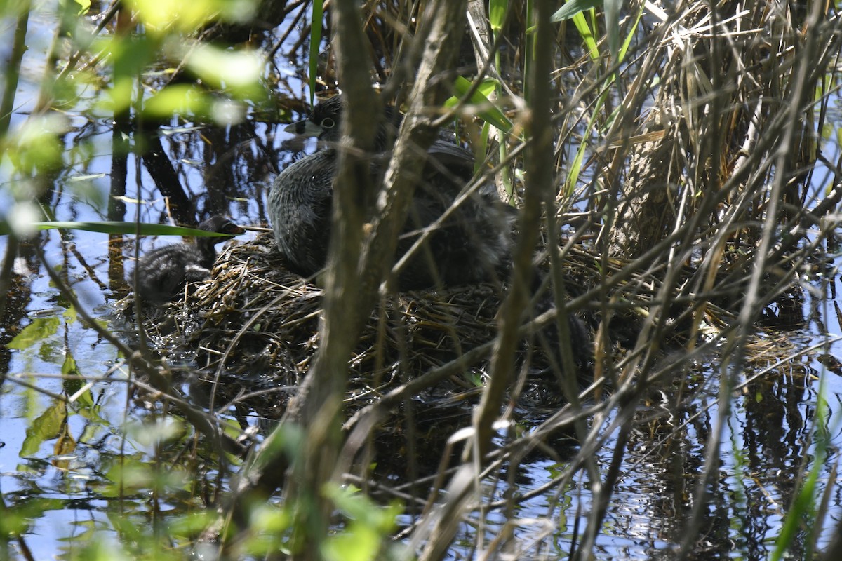 Pied-billed Grebe - Kazumi Ohira