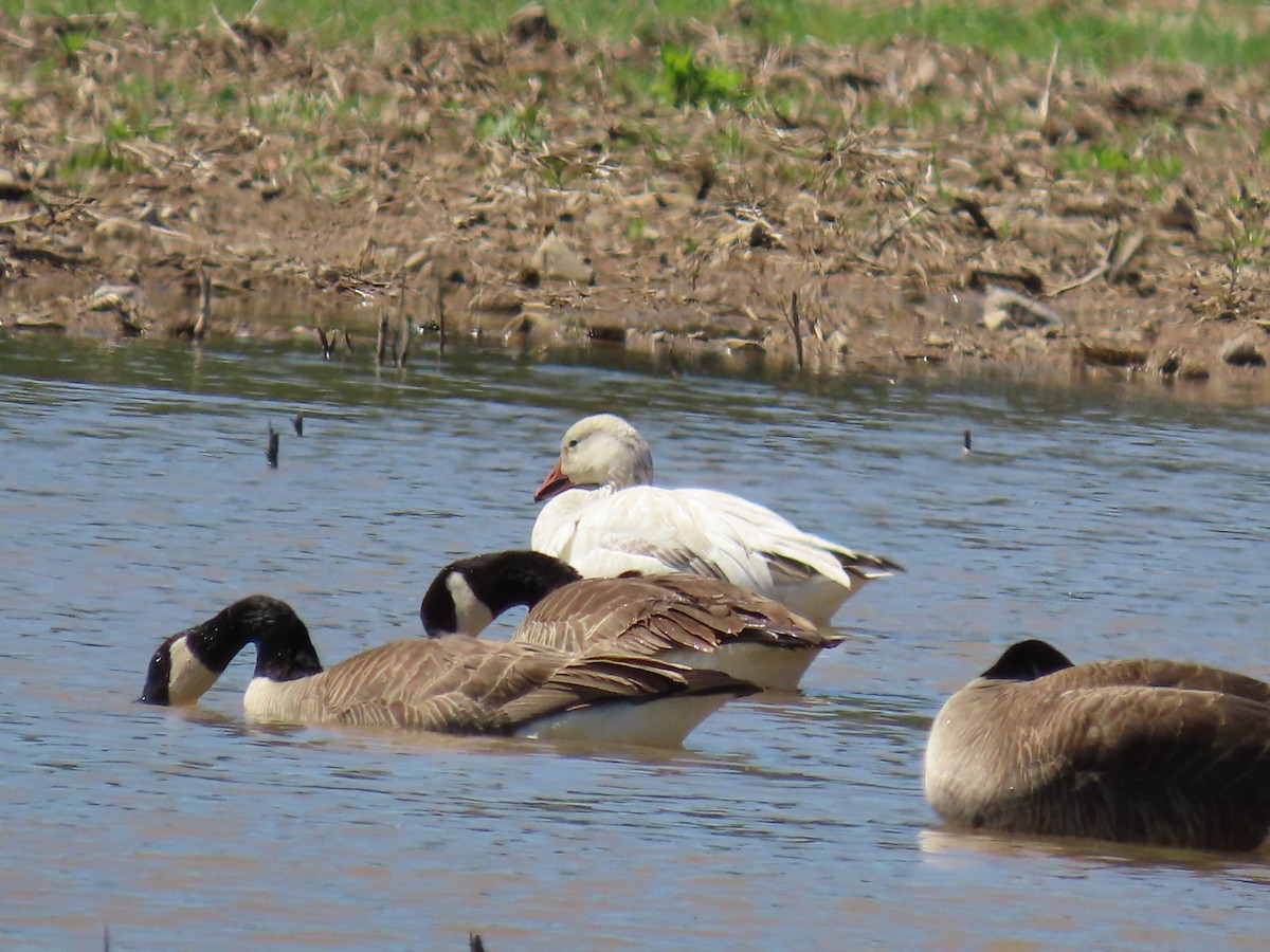 Snow Goose - Christine Stanke