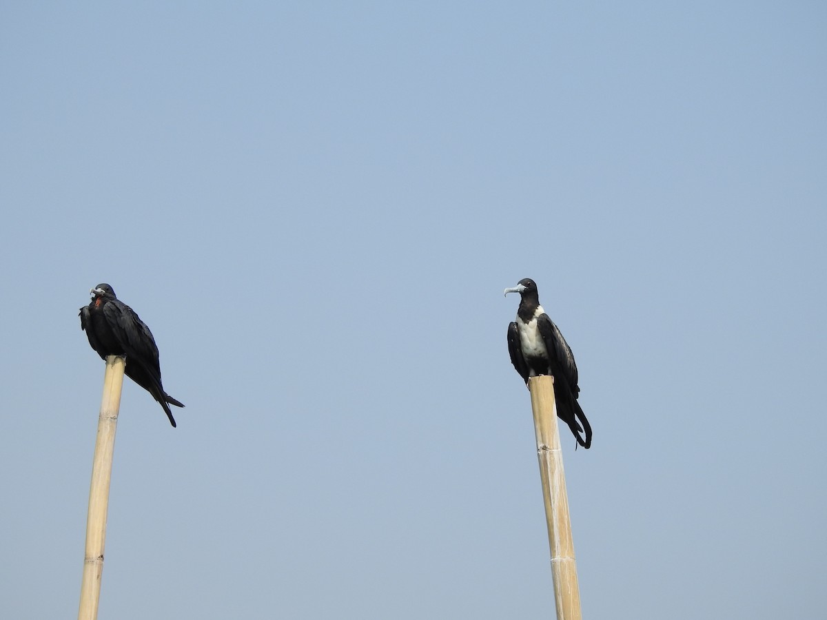 Great Frigatebird - ML619600024