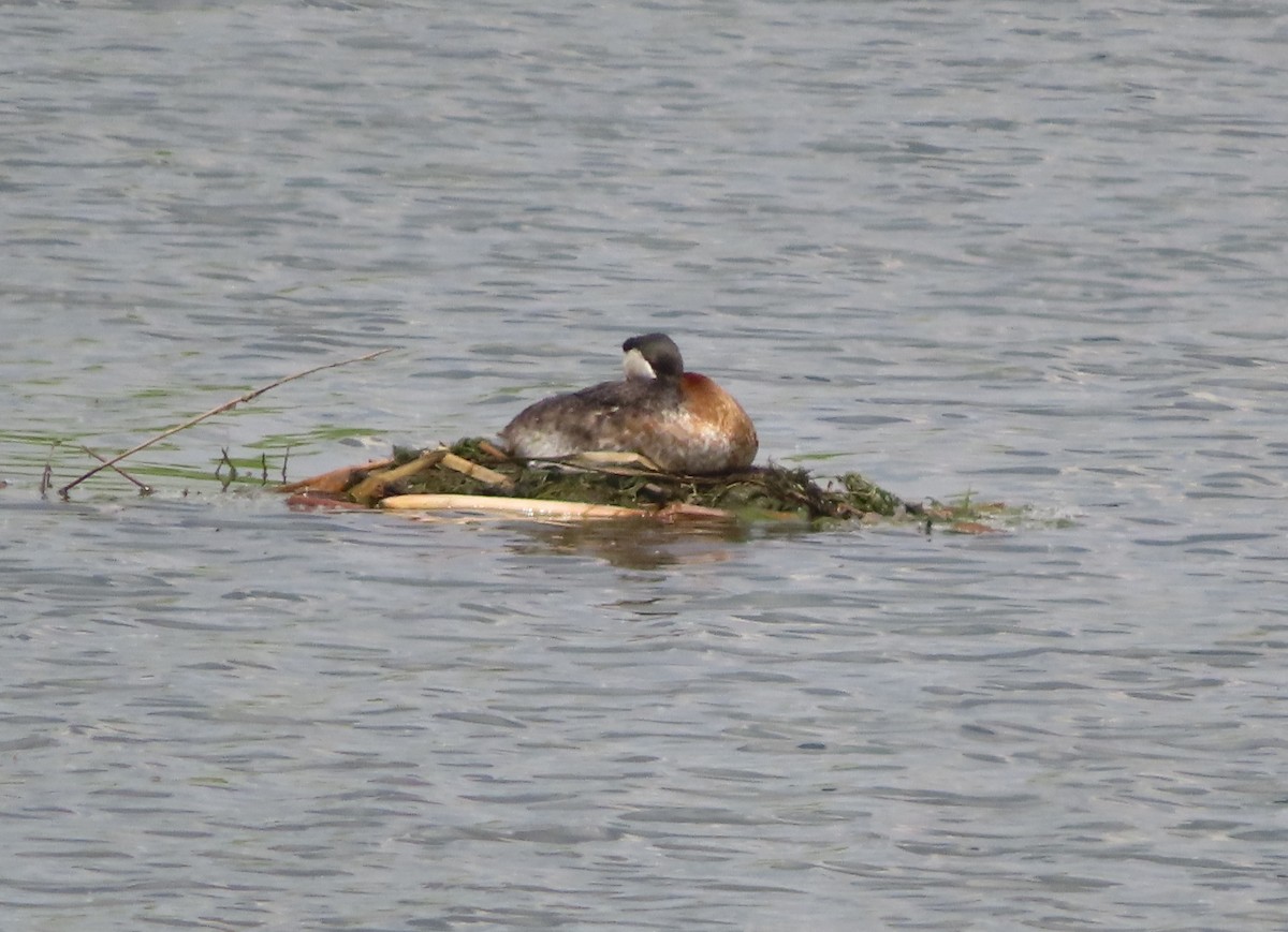 Red-necked Grebe - Violet Kosack