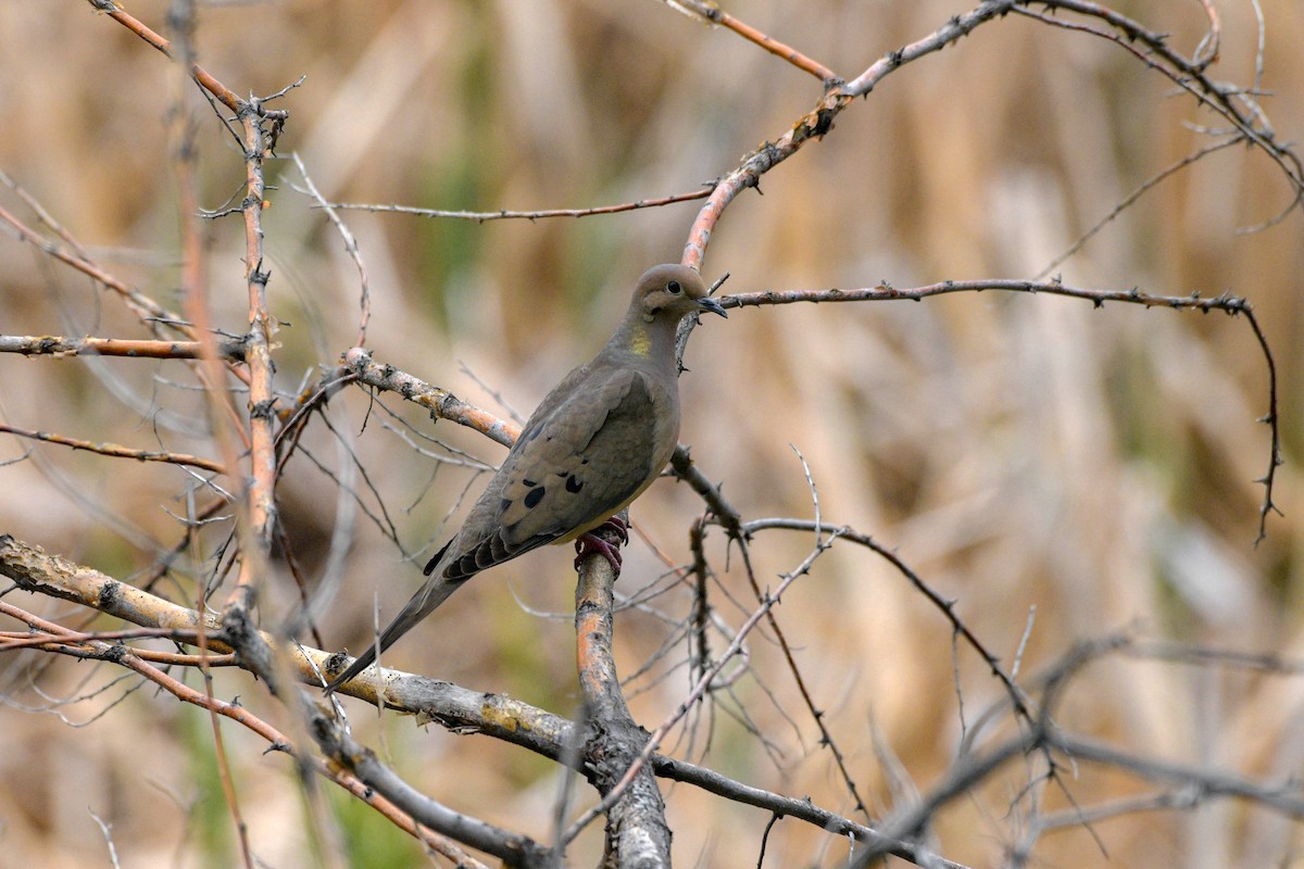 Mourning Dove - ML619600027