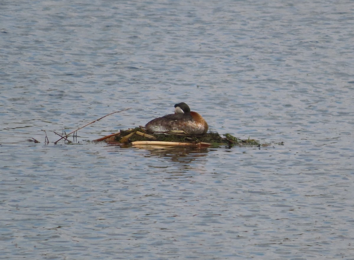 Red-necked Grebe - Violet Kosack