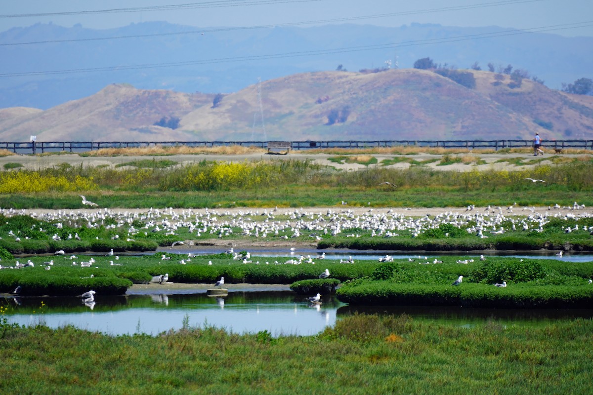 gull sp. - Susan Iannucci