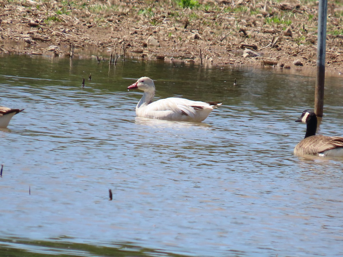 Snow Goose - Christine Stanke