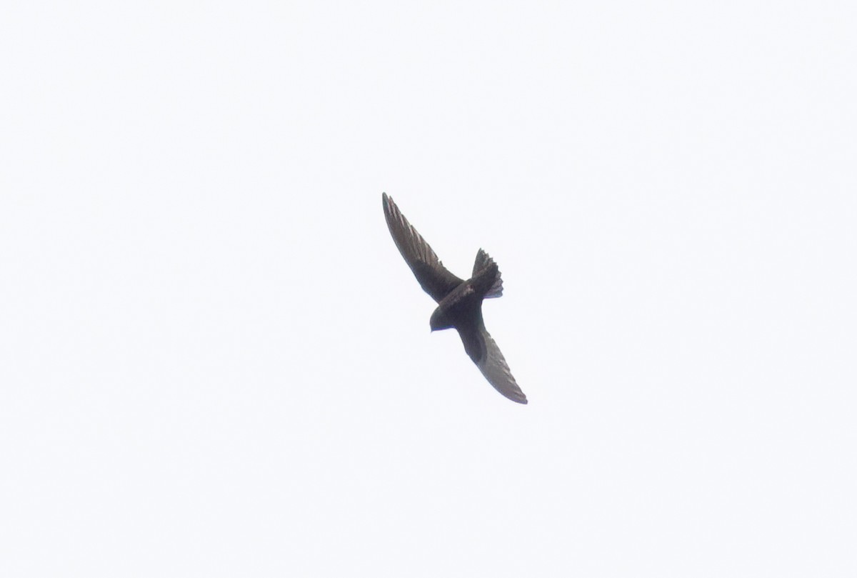 Black Swift - Robert McMorran