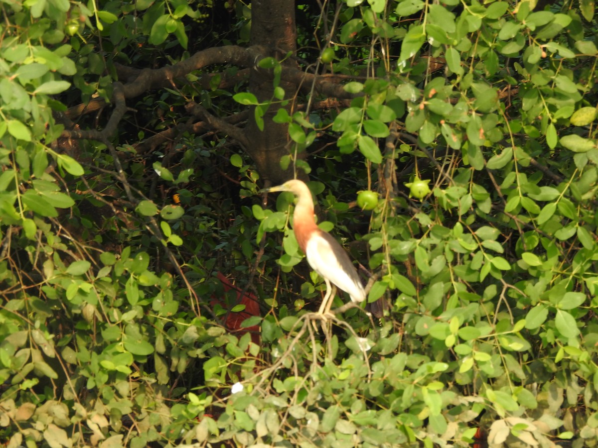 Javan Pond-Heron - ML619600034