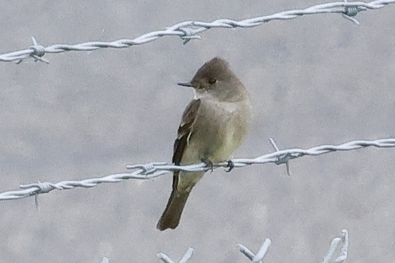 Willow Flycatcher - David Forinash