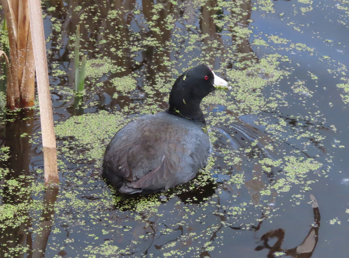 American Coot - Violet Kosack