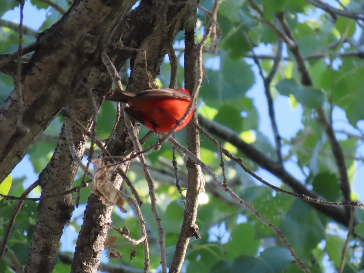 Vermilion Flycatcher - karen pinckard