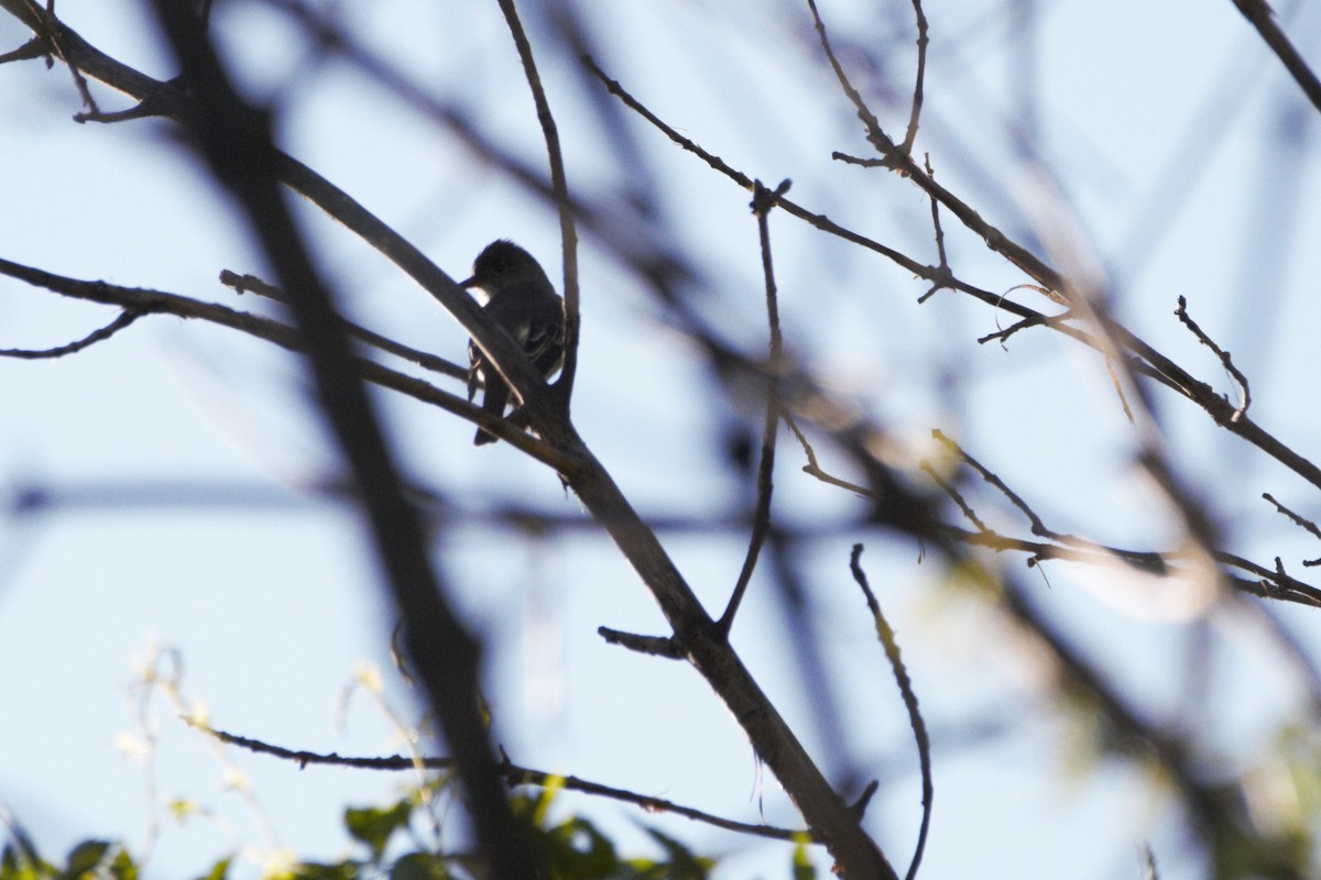 Olive-sided Flycatcher - Arnaud  Valade