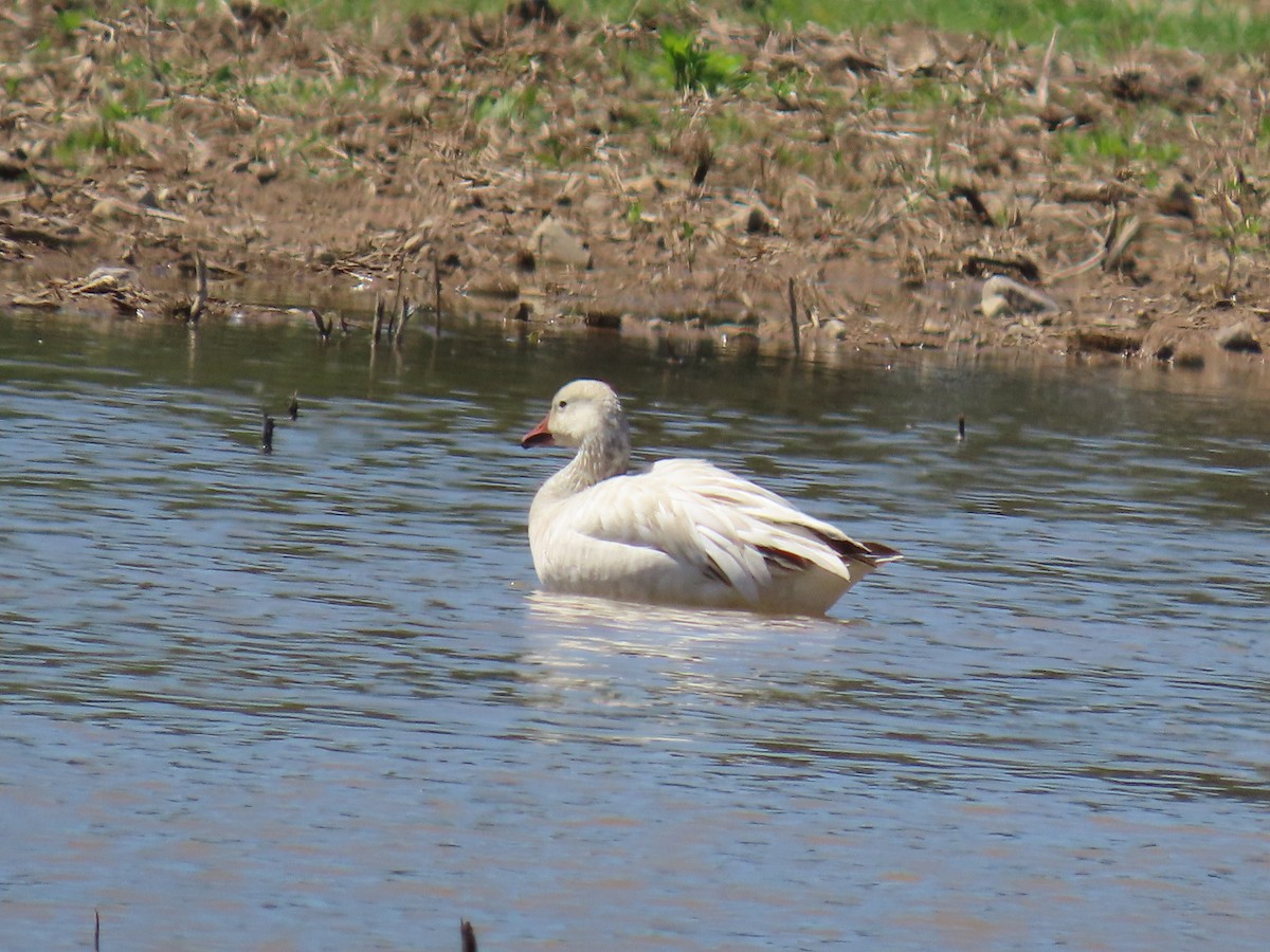 Snow Goose - Christine Stanke