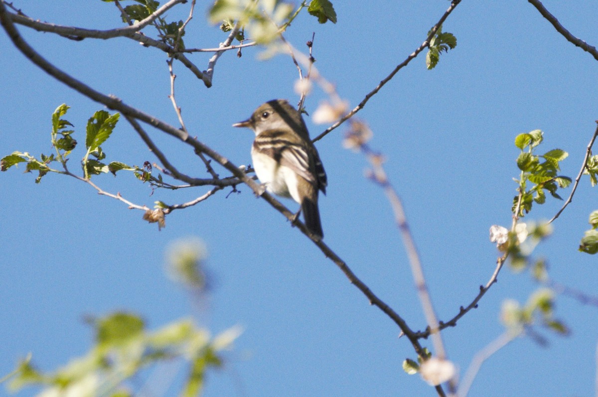 Alder/Willow Flycatcher (Traill's Flycatcher) - Arnaud  Valade