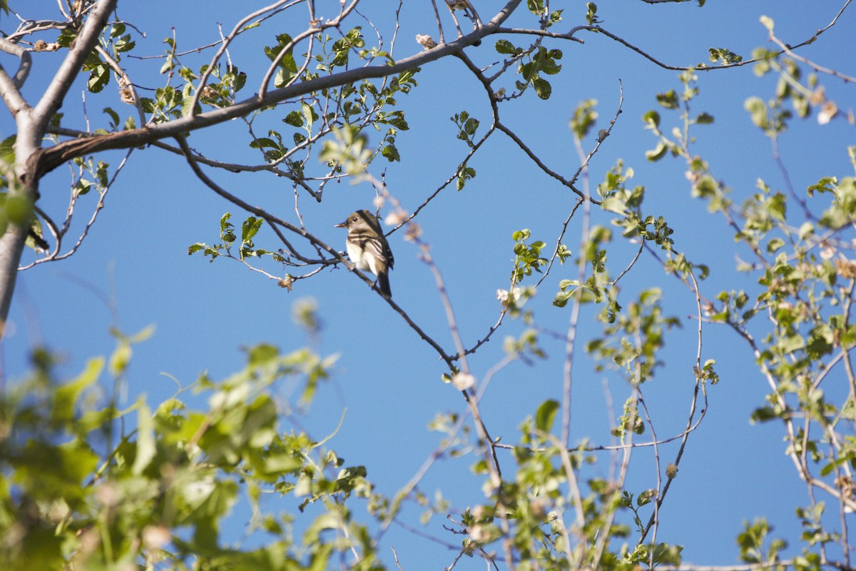 Alder/Willow Flycatcher (Traill's Flycatcher) - Arnaud  Valade