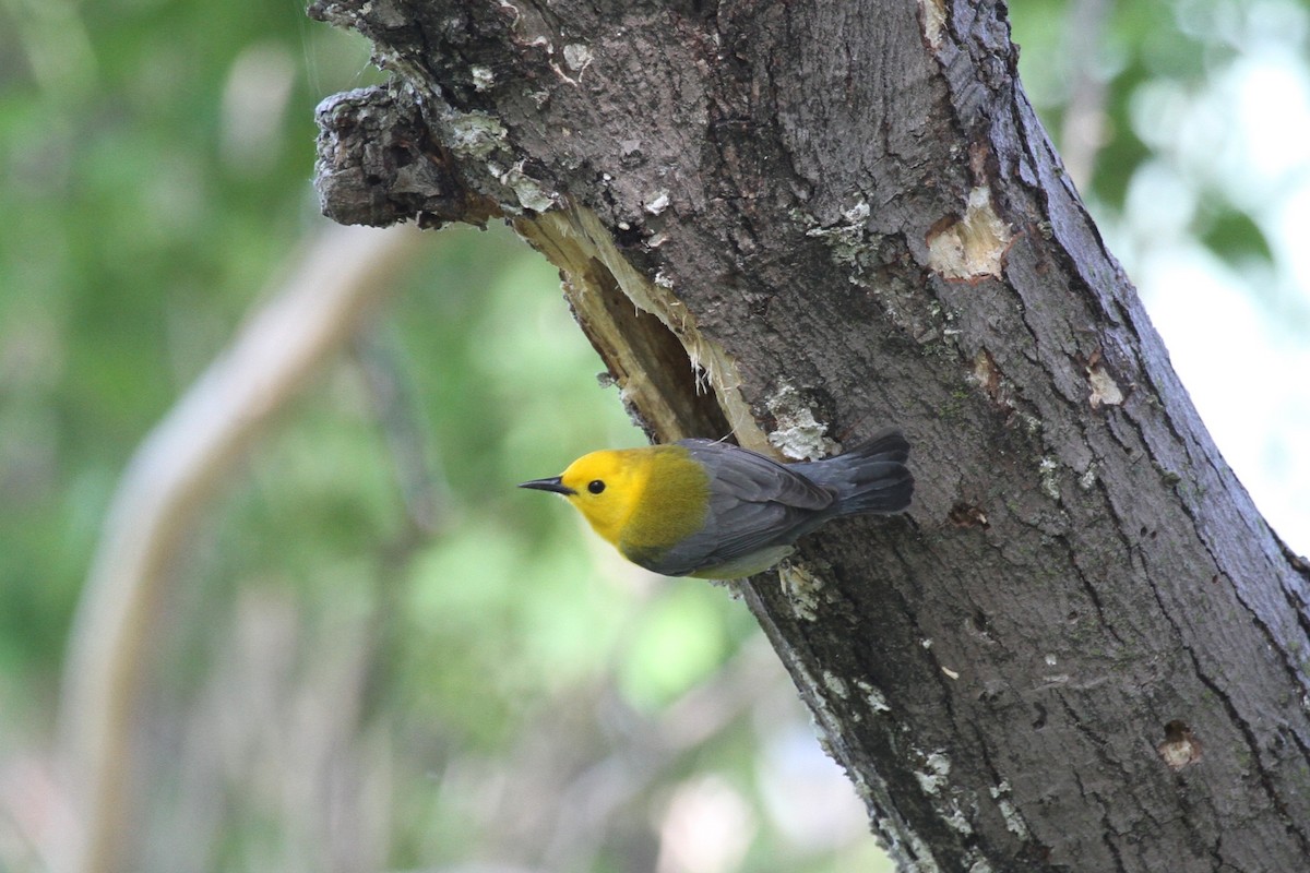 Prothonotary Warbler - ML619600049