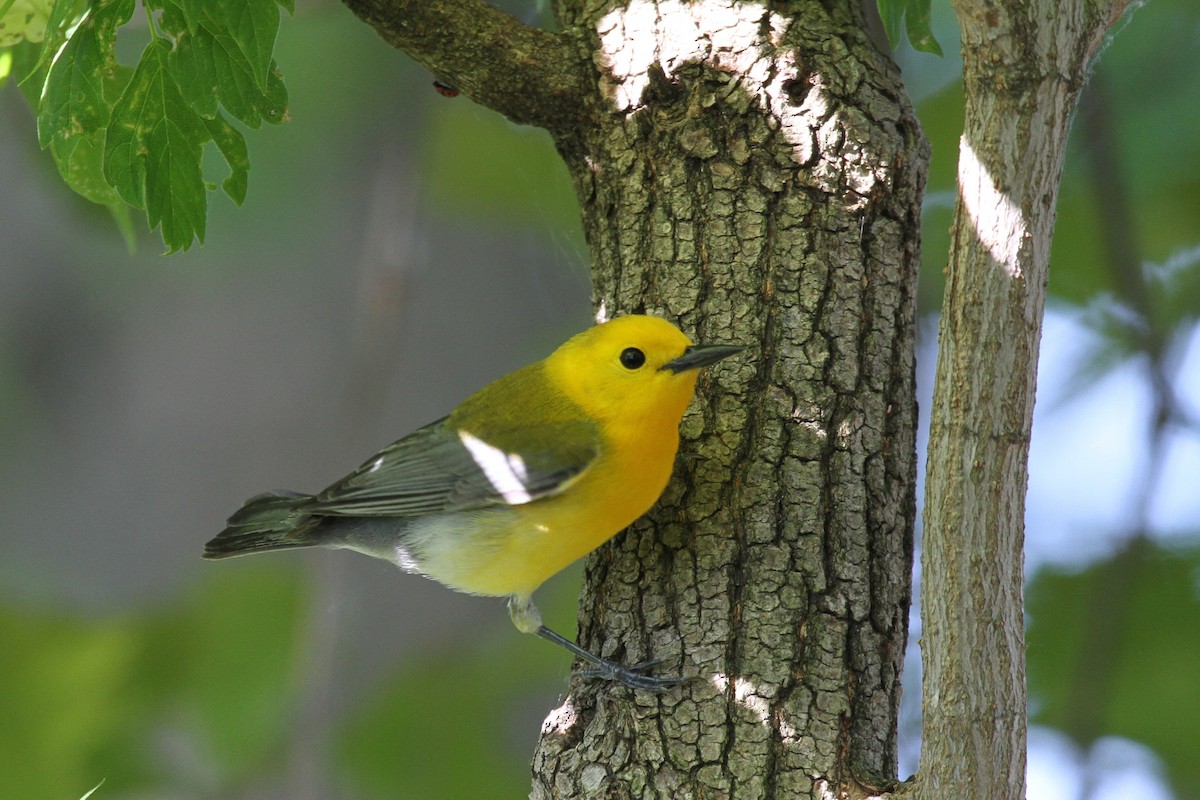 Prothonotary Warbler - Kirk Olson