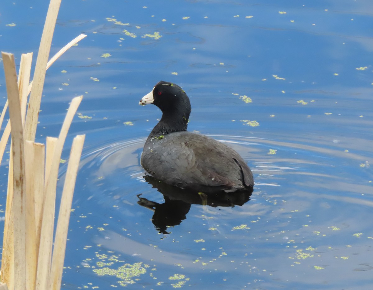 American Coot - Violet Kosack