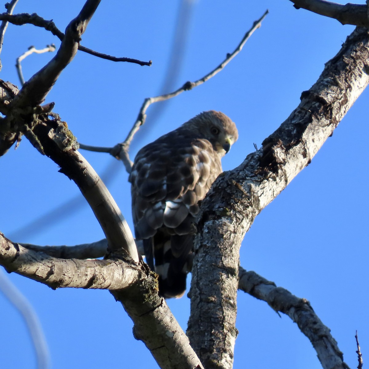 Broad-winged Hawk - Jocelyn K