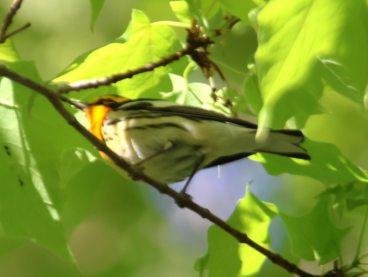 Blackburnian Warbler - Alan Shapiro