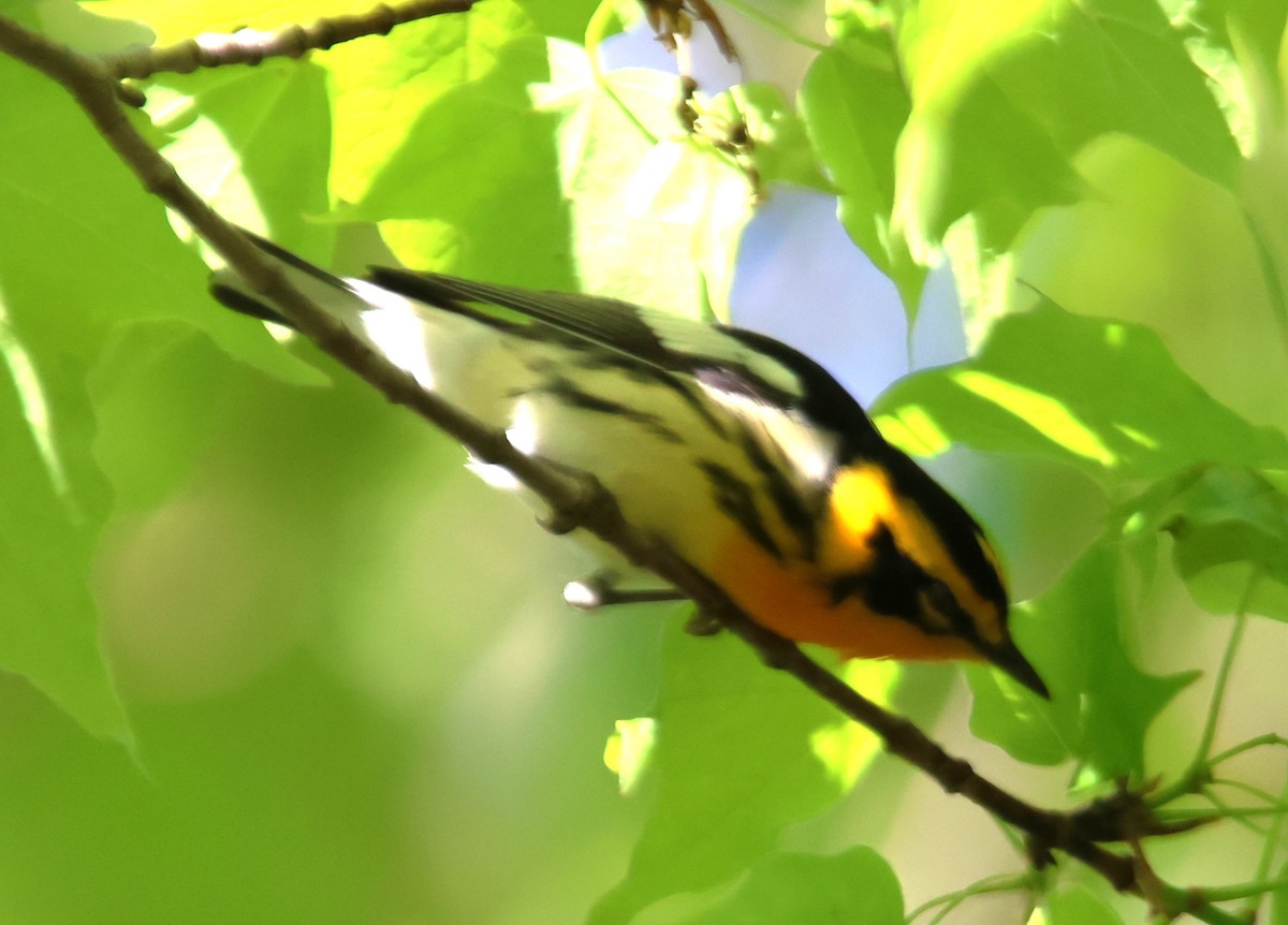 Blackburnian Warbler - Alan Shapiro